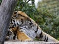 ZOO-Viden 24 srpen 2014 069.JPG